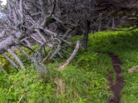 Park Narodowy Gros Morne, Green Gardens Trail
